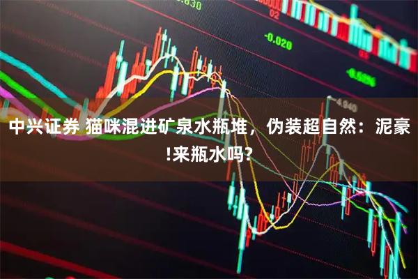 中兴证券 猫咪混进矿泉水瓶堆，伪装超自然：泥豪!来瓶水吗?